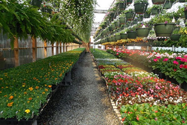 Garden maintenance of private gardens